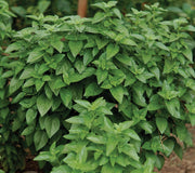 Front view of Everleaf Emerald Towers basil plant showcasing dense columnar growth and bright green Genovese-style leaves in soil