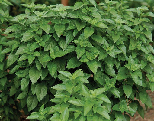 Front view of Everleaf Emerald Towers basil plant showcasing dense columnar growth and bright green Genovese-style leaves in soil