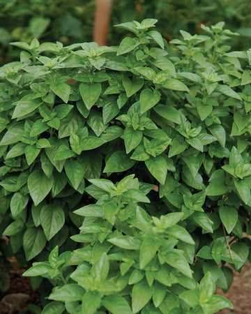 Front view of Everleaf Emerald Towers basil plant showcasing dense columnar growth and bright green Genovese-style leaves in soil