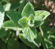 All-America Selections Herbs