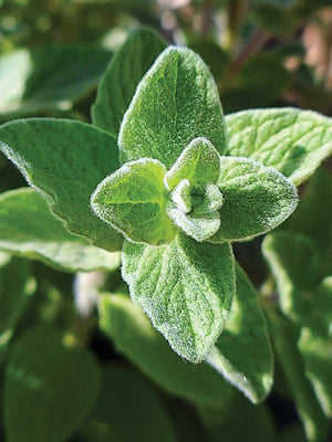 All-America Selections Herbs
