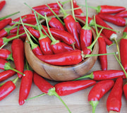 Close-up of Buffy Thai pepper fruits showcasing glossy, thick-walled red peppers on white background
