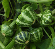 Close-up of Green Lightning scallop (patty pan) summer squash showing vivid green-striped scalloped fruits on the vine