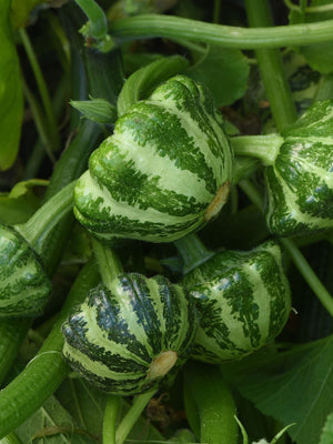 Close-up of Green Lightning scallop (patty pan) summer squash showing vivid green-striped scalloped fruits on the vine