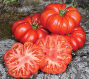 Front view of Costoluto Fiorentino tomato showing flattened, ribbed red fruit with a sliced cross-section on white background