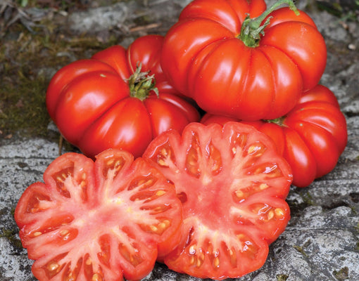 Front view of Costoluto Fiorentino tomato showing flattened, ribbed red fruit with a sliced cross-section on white background