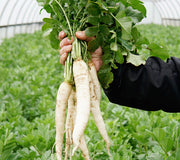 Hand holding two long white Groundhog daikon radishes with green tops against leafy garden background