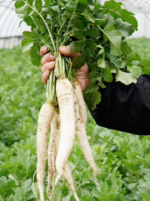 Hand holding two long white Groundhog daikon radishes with green tops against leafy garden background
