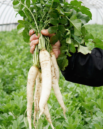 Hand holding two long white Groundhog daikon radishes with green tops against leafy garden background