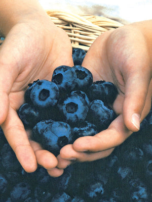 Close up of hands holding Chandler blueberries showcasing large deep blue berries with a wicker basket background