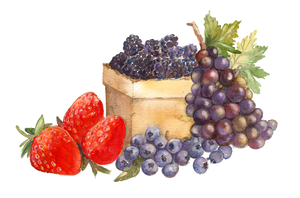 FRUITS & VINES