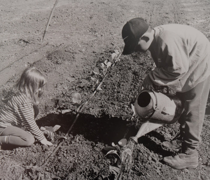 Boy pouring water from a metal watering can while a girl kneels planting seedlings in a garden trial bed