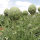 Close-up of Wonder artichoke plants showing large globe buds on tall stems with cloudy sky background