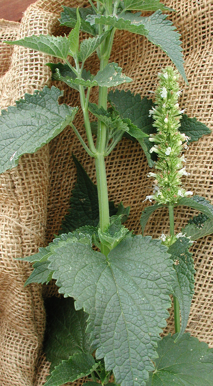 Anise Hyssop plant with green leaves and white flowers against a burlap background
