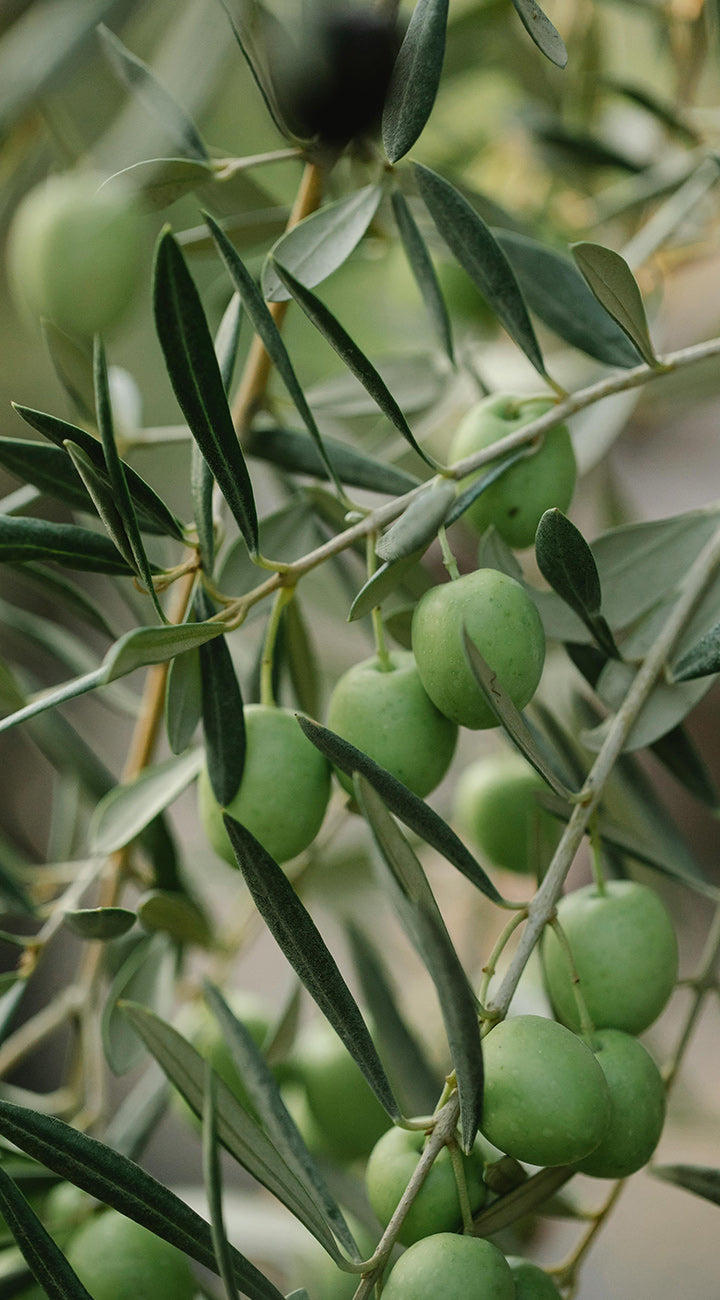 Green olives on a branch with leaves