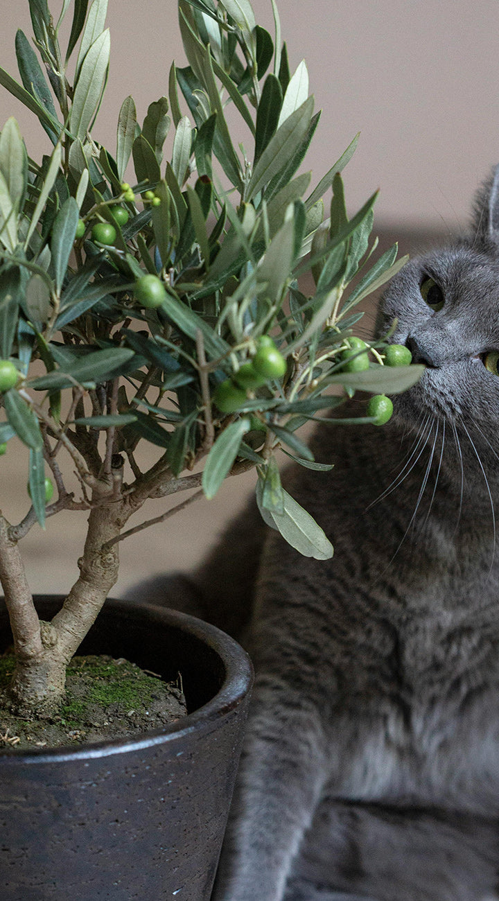 Gray cat interacting with a potted olive plant with green leaves and small green olive fruits.