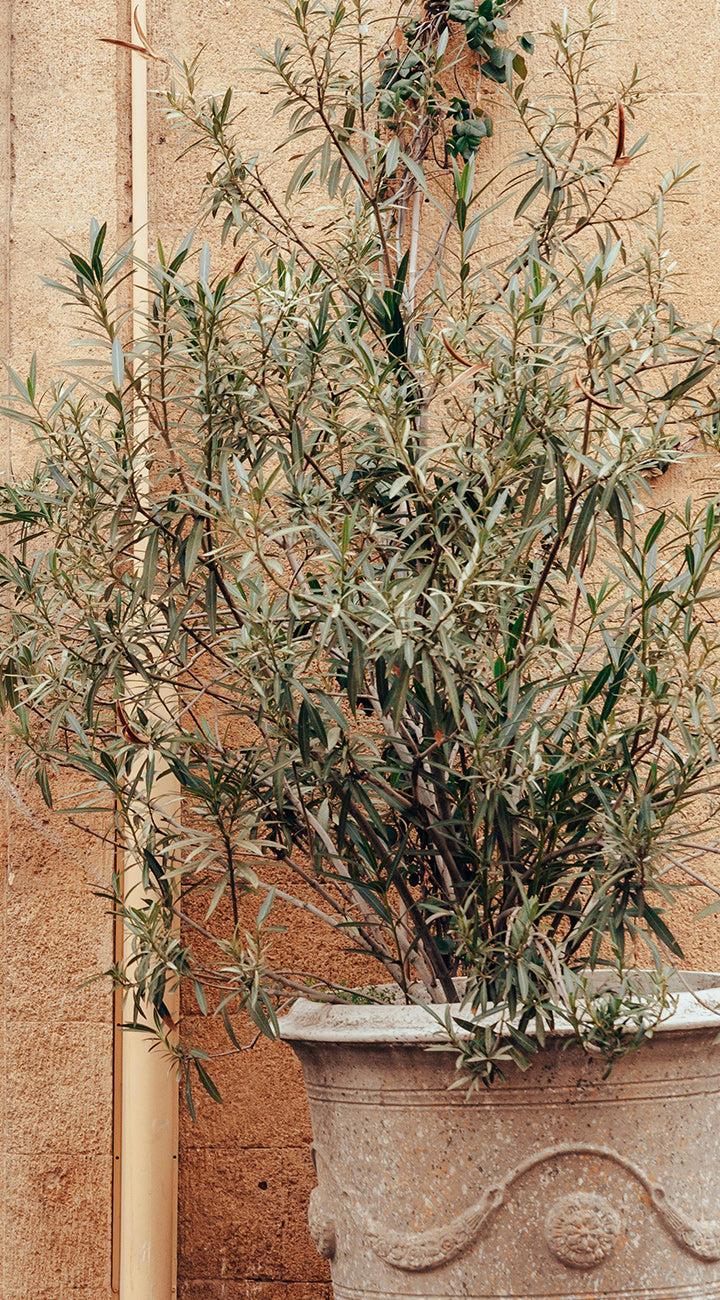 Potted olive plant in a decorative container against a textured wall.