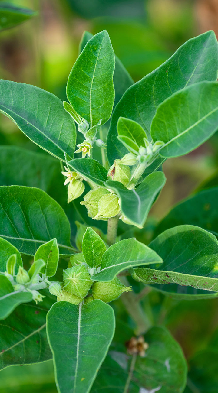 Close-up of green Ashwagandha leaves and buds with a blurred natural background