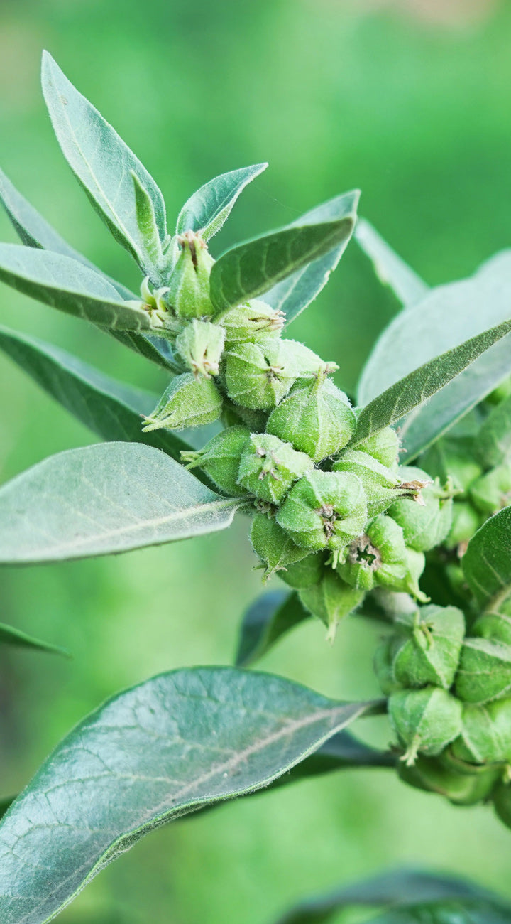 Close-up of green Ashwagandha plant with leaves and buds against a blurred green background