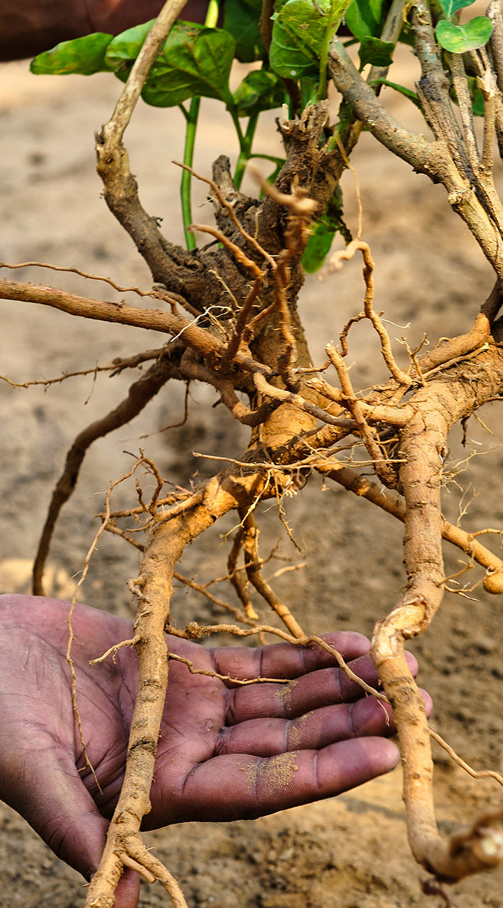 Hand holding a Ashwagandha plant root with a blurred natural background