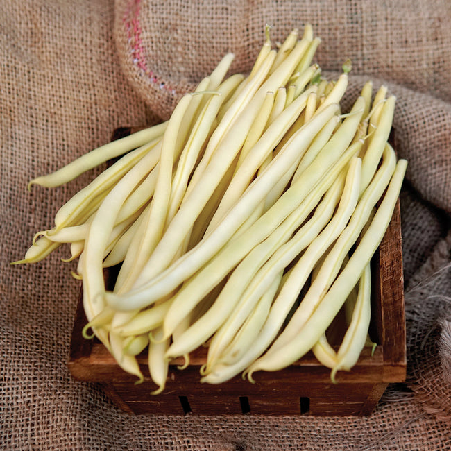 Close-up of Sunshine pole bean pods showing slender butter-yellow pods in a small wooden crate on burlap