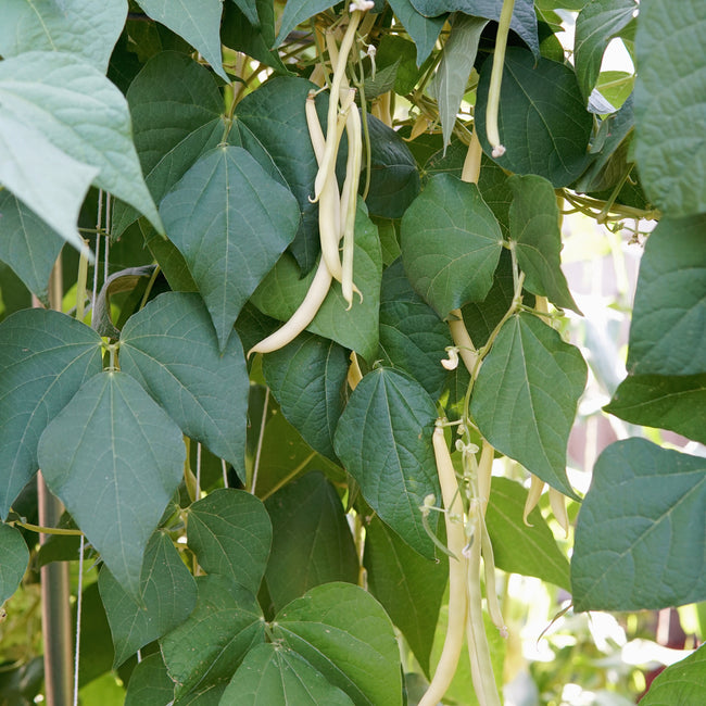 Close-up of Sunshine pole bean vine showcasing butter-yellow pods among green leaves