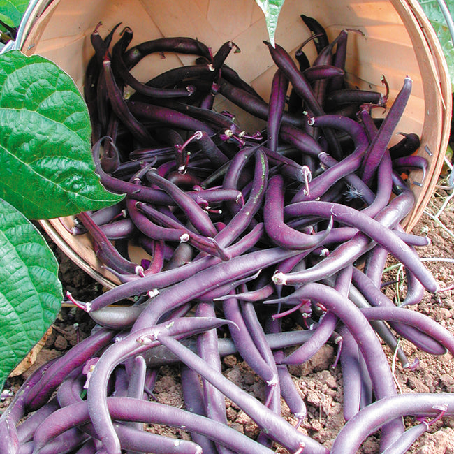 Close-up of Royal Burgundy bean pods showcasing violet-purple curved pods with green leaves in the background