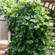 Close-up of Kentucky Wonder pole bean showing long flat 6–8 inch green pods on leafy vine