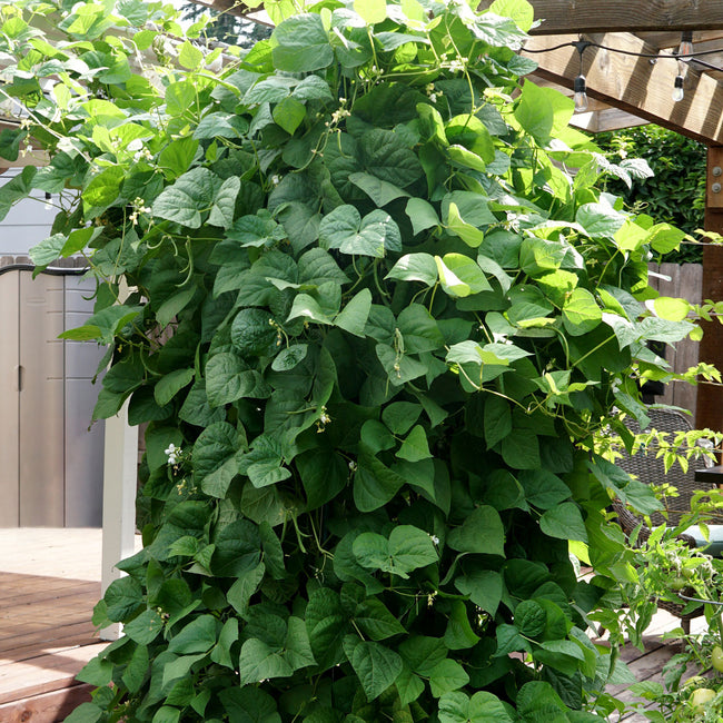 Close-up of Kentucky Wonder pole bean showing long flat 6–8 inch green pods on leafy vine
