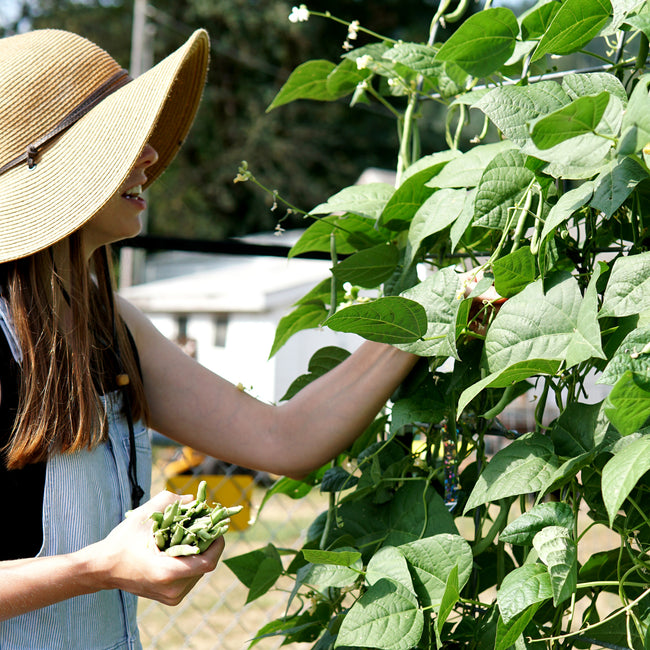 Person in a garden picking green beans from a plant