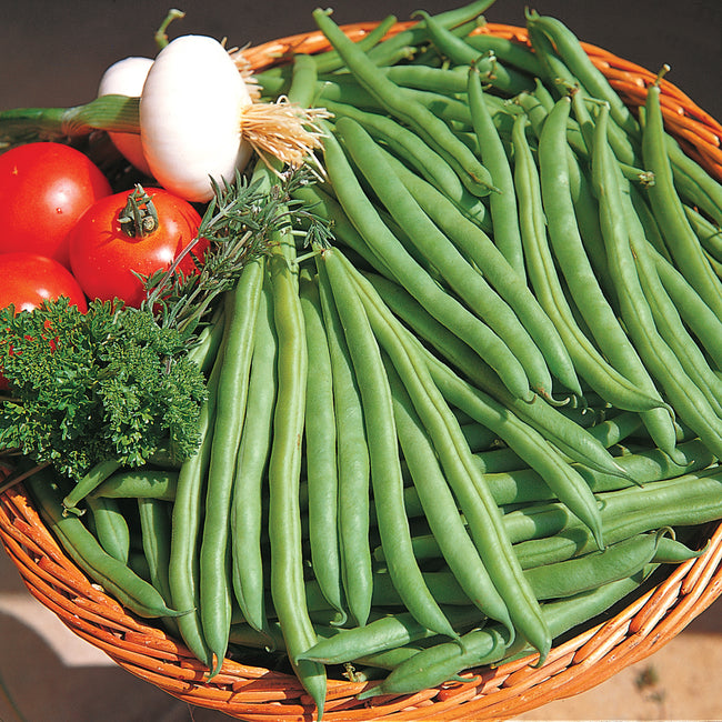 Front view of Speedy green snap beans showing light-green, straight, virtually stringless pods in a basket