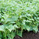 Close-up of Speedy bush bean plants showing abundant straight light-green pods in a garden bed with dark soil