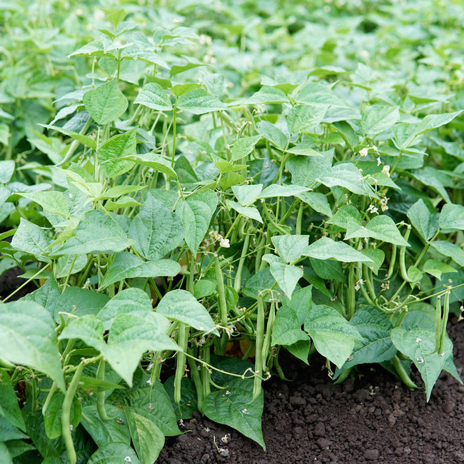 Close-up of Speedy bush bean plants showing abundant straight light-green pods in a garden bed with dark soil