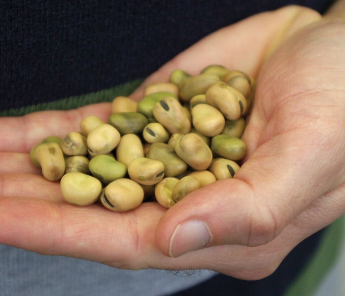 Close-up of hand holding Sweet Lorane fava seeds showing light brown-green color and size on dark background