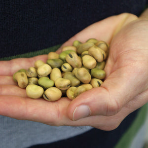 Close-up of hand holding Sweet Lorane fava seeds showing light brown-green color and size on dark background