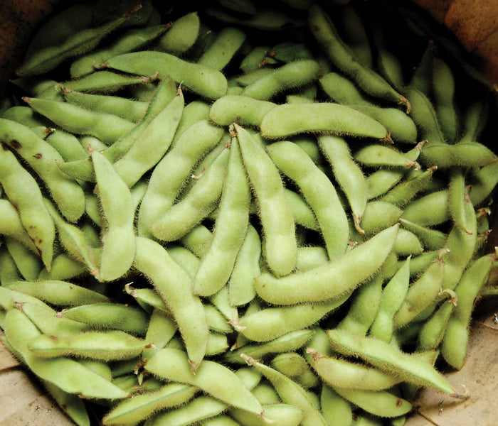 Close-up of Midori Giant edamame pods showing fuzzy green pods piled in a wooden crate