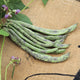 Close-up of Rattlesnake bean pods showing long green pods streaked with purple on a burlap background