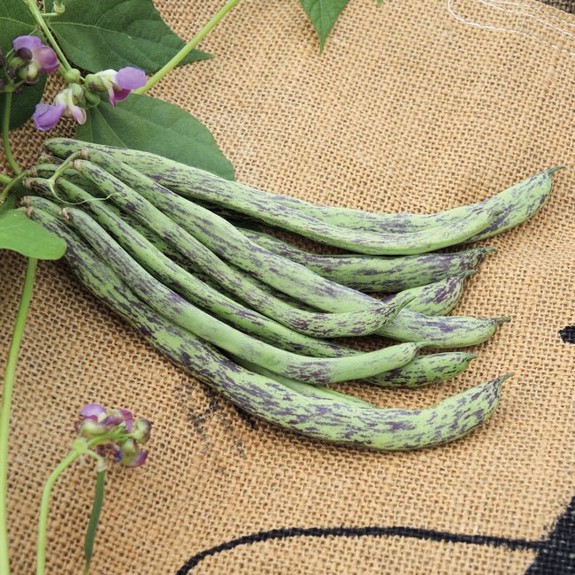 Close-up of Rattlesnake bean pods showing long green pods streaked with purple on a burlap background