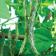 Close-up of Rattlesnake bean pods showcasing purple-striped 7 inch green pods on the plant