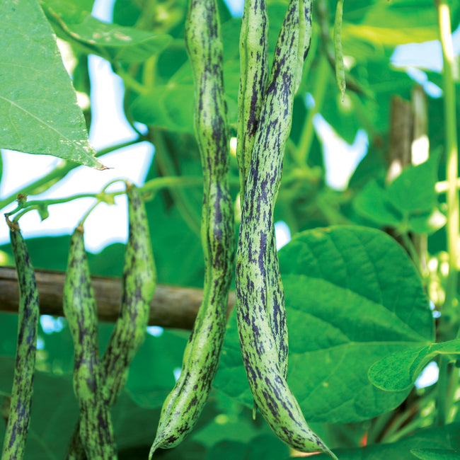 Close-up of Rattlesnake bean pods showcasing purple-striped 7 inch green pods on the plant