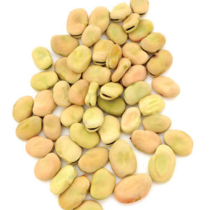 Close-up of Aprovecho fava bean seeds showcasing buff-colored flattened seeds on white background
