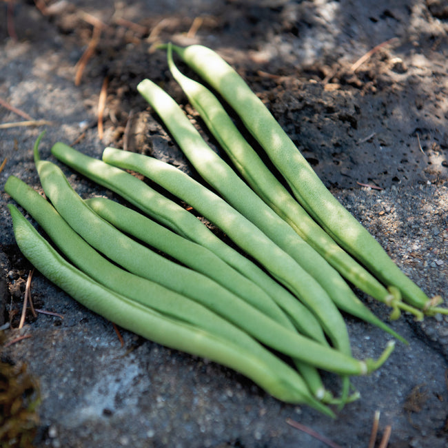 OREGON 91 G-BEAN
