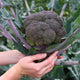 Close-up of Purple Magic broccoli head showing purple stems and tight domed crown