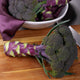 Angled view of Purple Magic broccoli showcasing a purple stem and tight greenish-purple head on a wooden cutting board