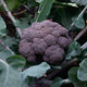 Close-up of Purple Magic broccoli head showcasing purple florets and stems among green leaves