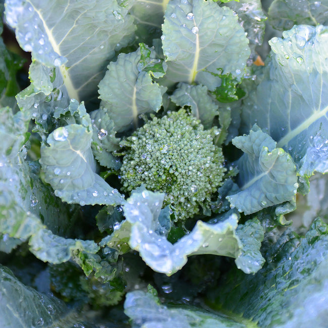 ENDEAVOUR BROCCOLI