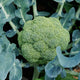 Close-up of Millennium broccoli crown on plant showing domed light green head and surrounding blue-green leaves