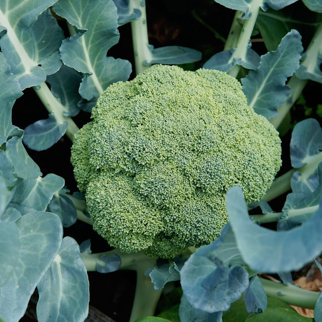 Close-up of Millennium broccoli crown on plant showing domed light green head and surrounding blue-green leaves