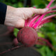 Close-up of Gemini beet held by hand showing dark red globe-shaped root and bright magenta stems against blurred garden soil