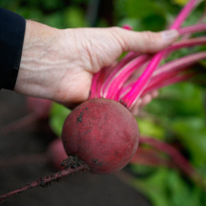 Close-up of Gemini beet held by hand showing dark red globe-shaped root and bright magenta stems against blurred garden soil
